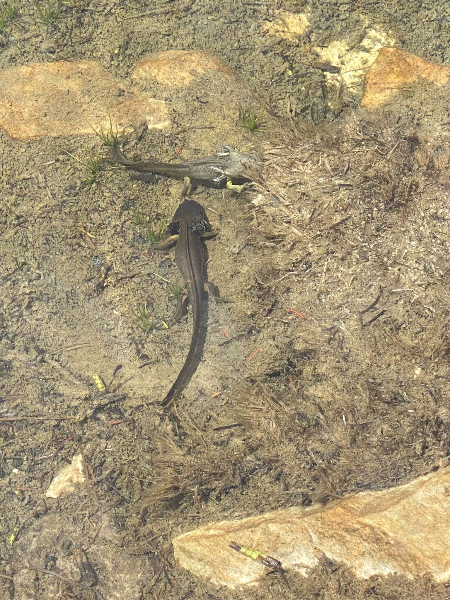 Image of Ambystoma mavortium nebulosum Hallowell 1853