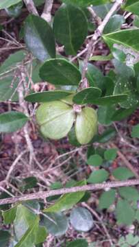 Loeseneriella urceolus (Tulasne) N. Hallé的圖片