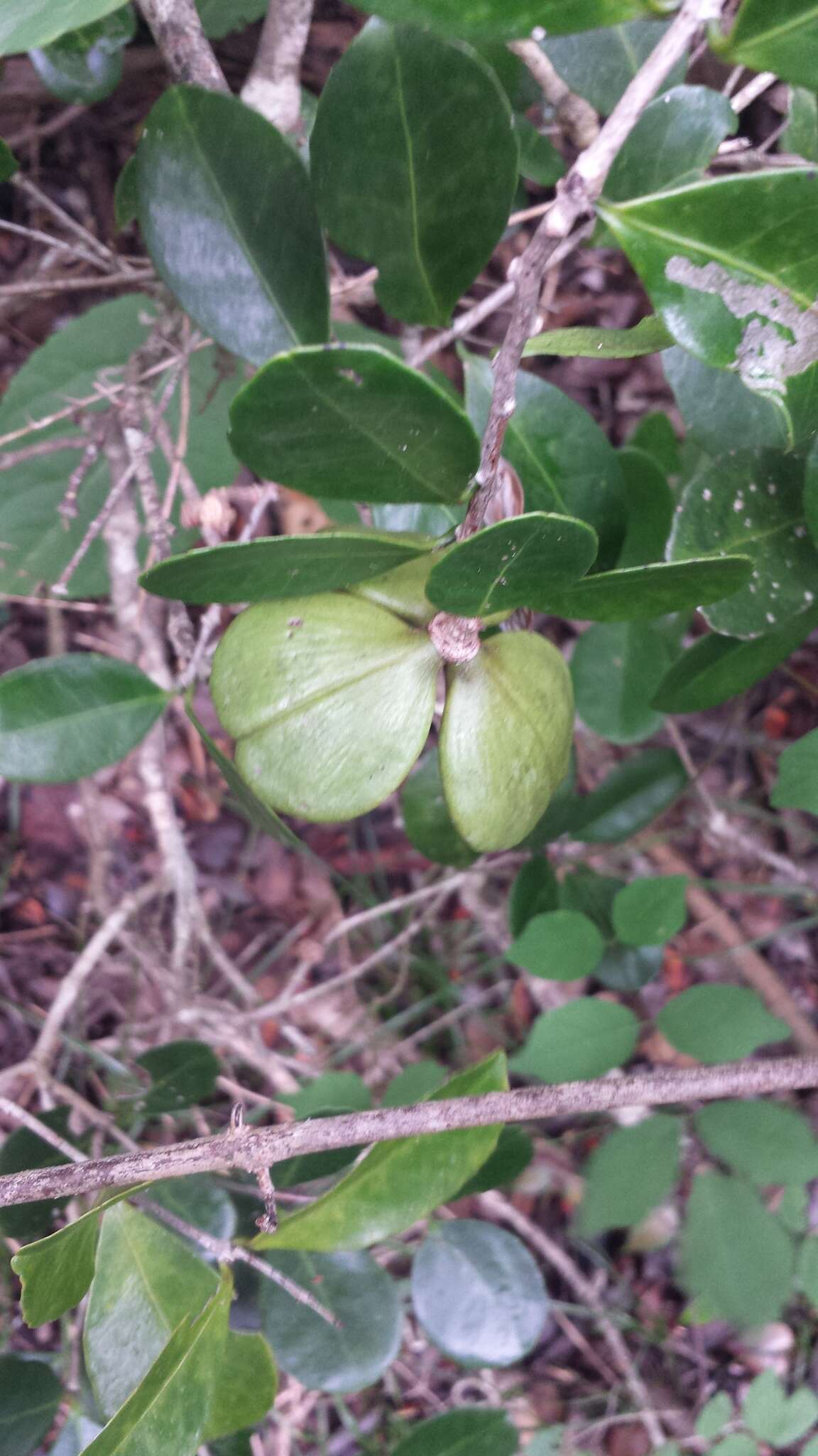 صورة Loeseneriella urceolus (Tulasne) N. Hallé