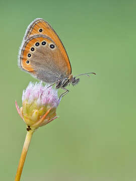 Coenonympha leander Esper 1784 resmi