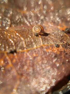 Image of dwarf snail