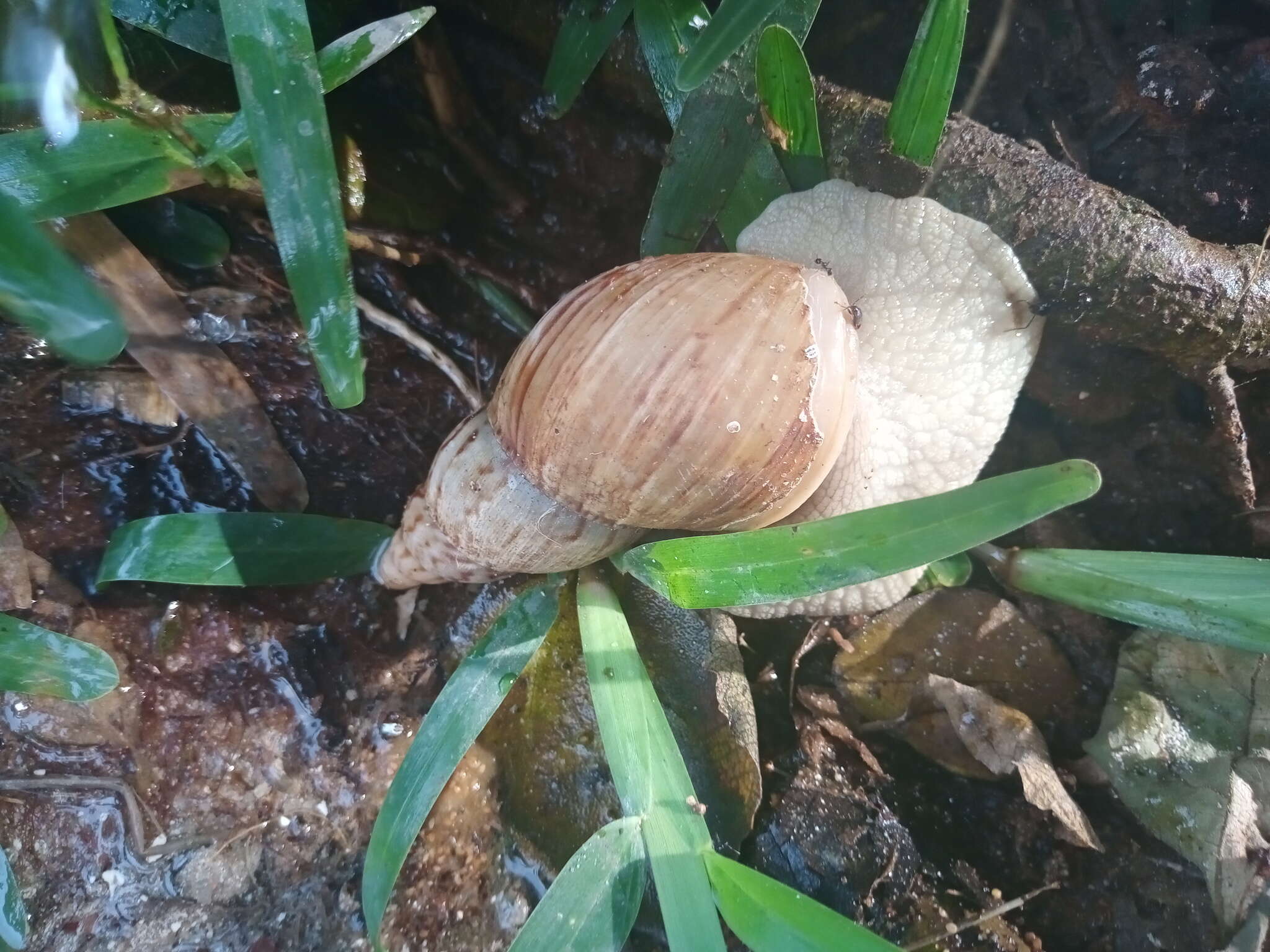 Image of Lissachatina allisa