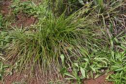 Imagem de Carex wahuensis C. A. Mey.