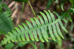 Image of Dicranopteris splendida (Hand.-Mazz.) Tag.