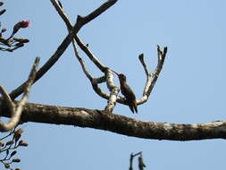 Image of Cinnamon Hummingbird