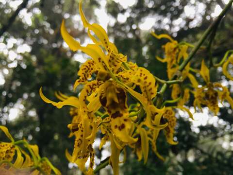 Image of Cyrtochilum auropurpureum (Rchb. fil.) Dalström