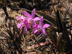 Image of Cattleya rupestris (Lindl.) Van den Berg