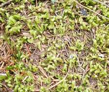 Image of robust rhytidiopsis moss