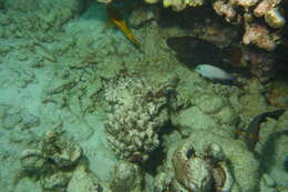 Image of Blackspot Surgeonfish