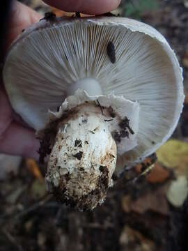 Слика од Tricholoma caligatum (Viv.) Ricken 1914