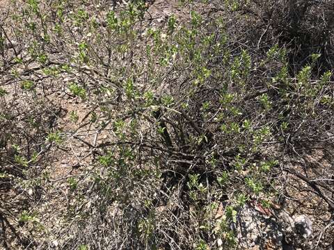 Image of American tarwort