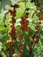 Image of Solanum hirtum Vahl