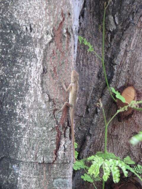 Image of Changeable lizard