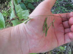 Image of Catchfly Grass