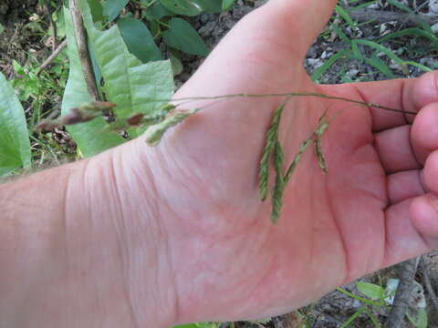 Plancia ëd Leersia lenticularis Michx.