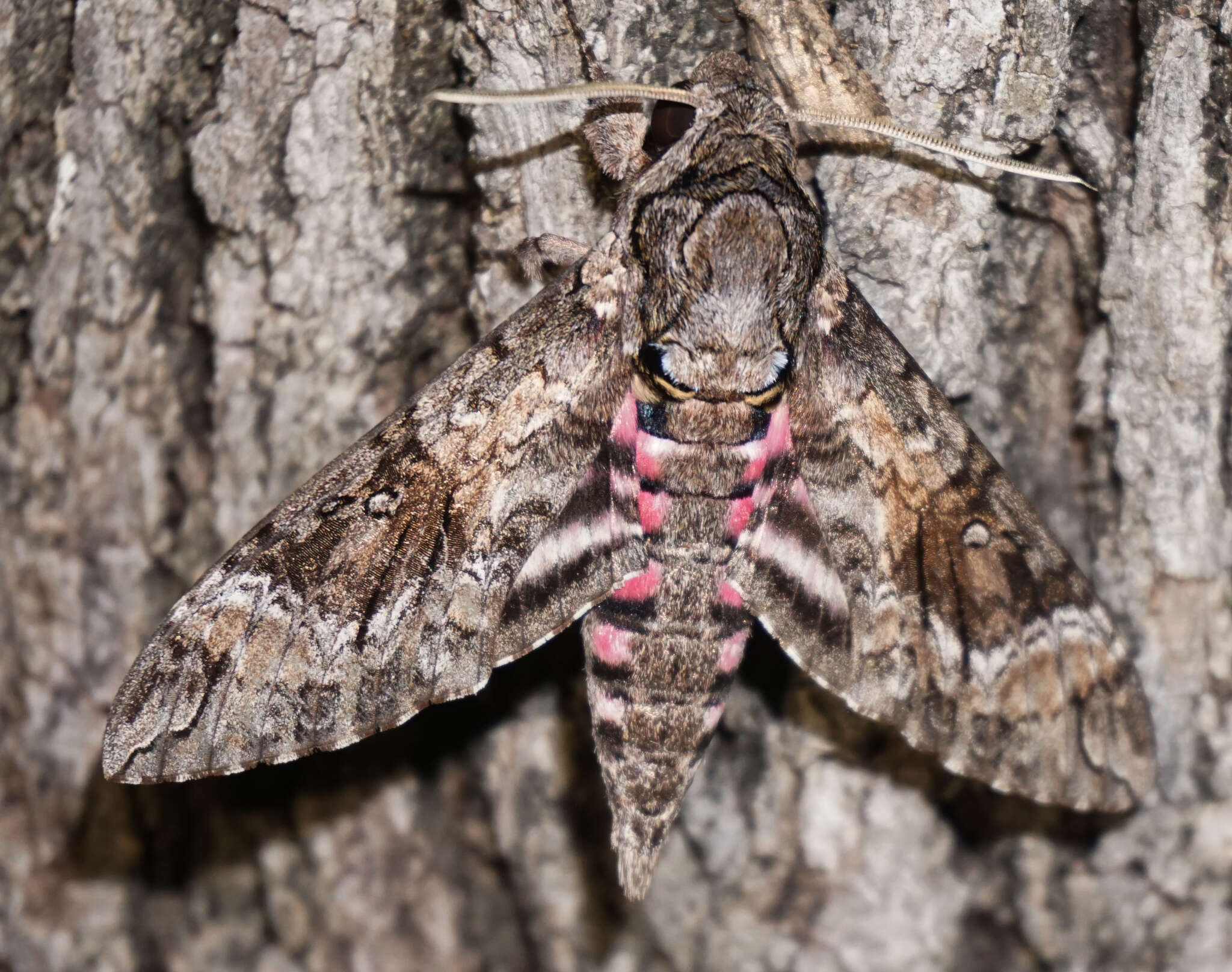 Image of Pink-spotted Hawkmoth