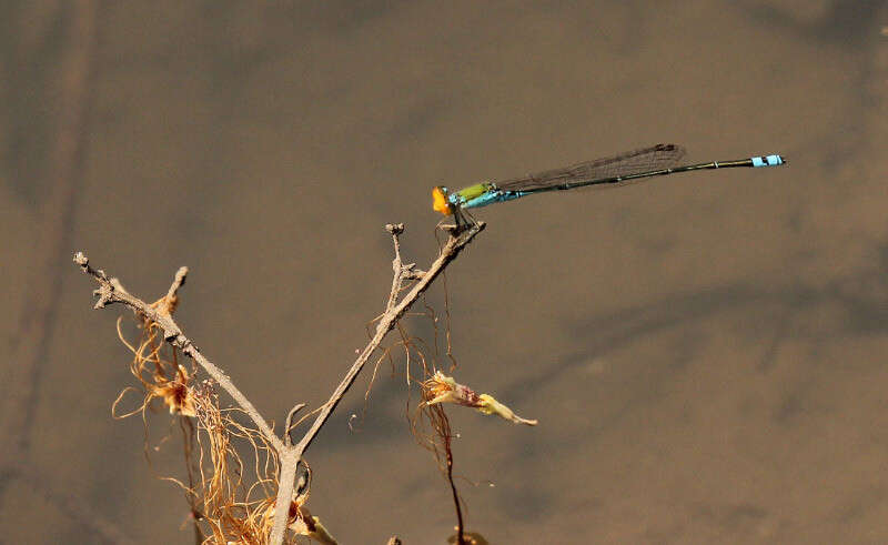 Image of Pseudagrion rubriceps Selys 1876