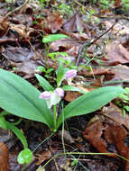 Plancia ëd Galearis spectabilis (L.) Raf.