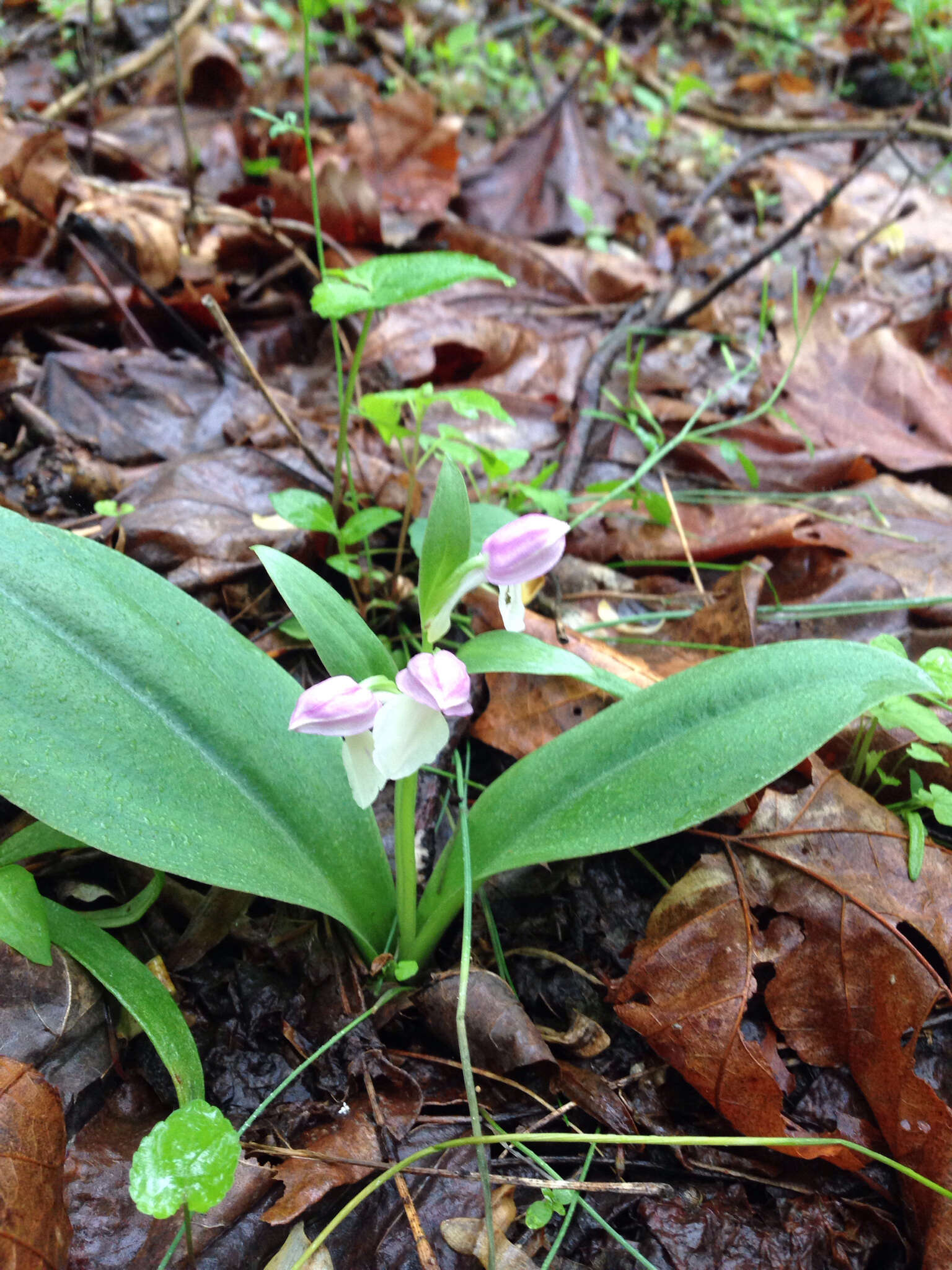 Plancia ëd Galearis spectabilis (L.) Raf.