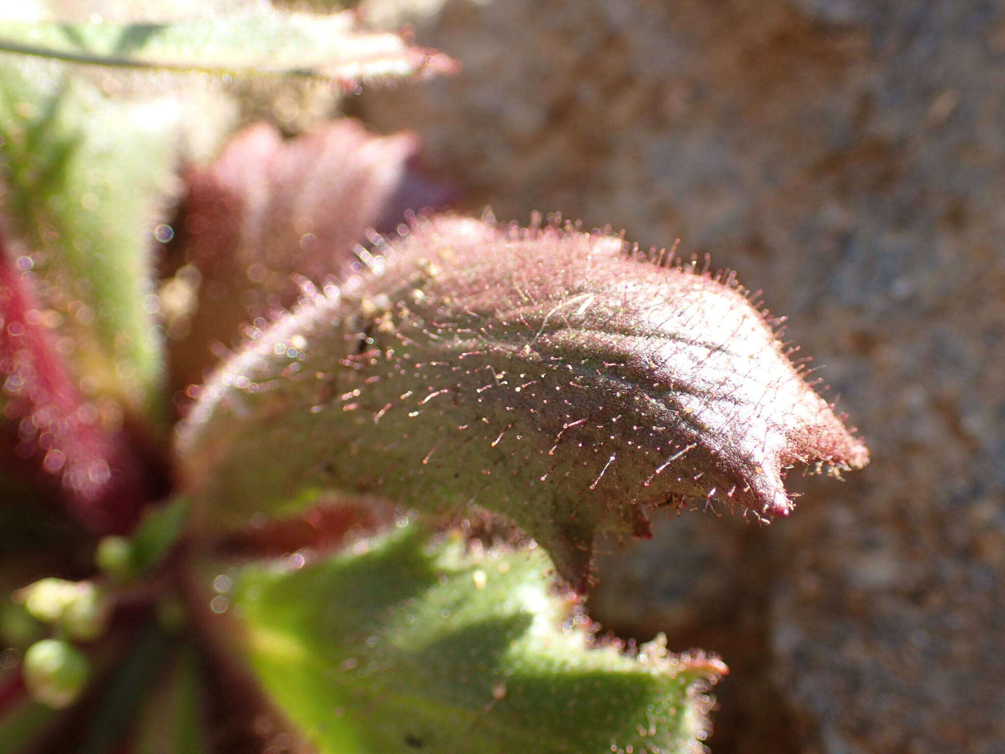 Imagem de Micranthes clusii (Gouan) Fern. Prieto, Vázquez, Vallines & Cires