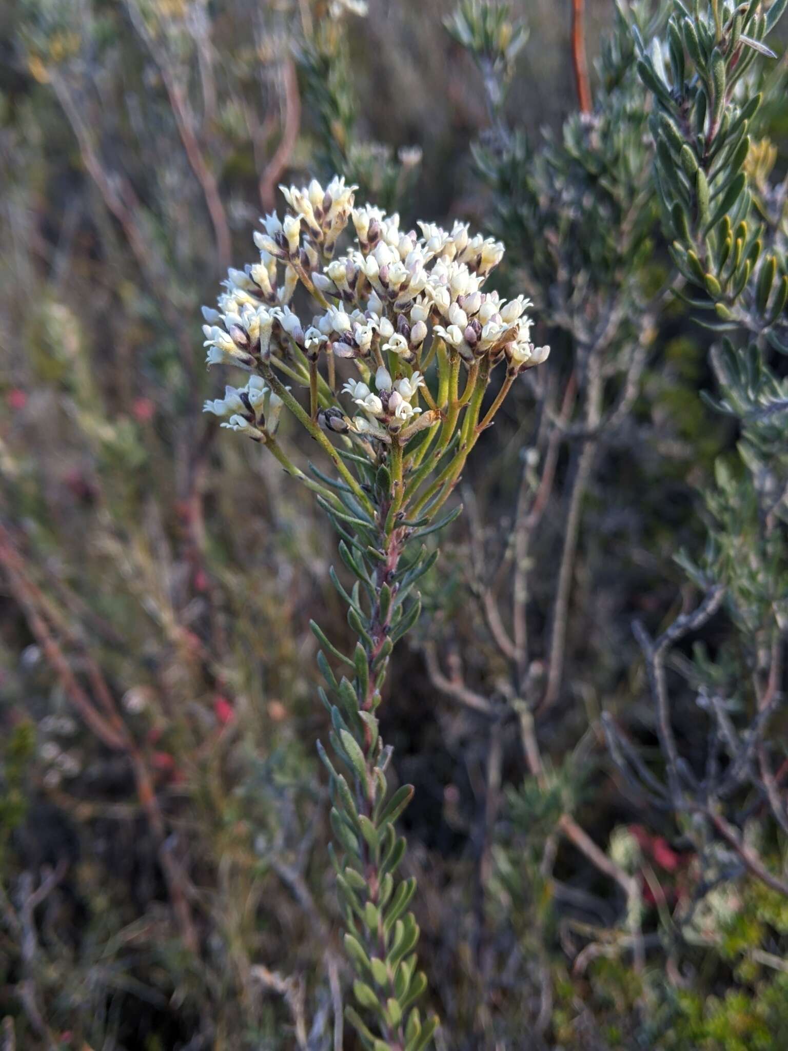 Image of Conospermum hookeri (Meissn.) E. M. Bennett