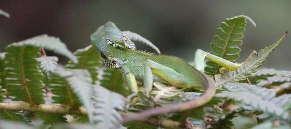 Image of Black-cheek lizard