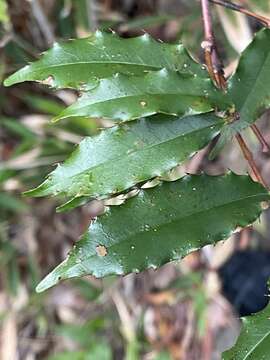 Plancia ëd Prunus spinulosa Sieb. & Zucc.