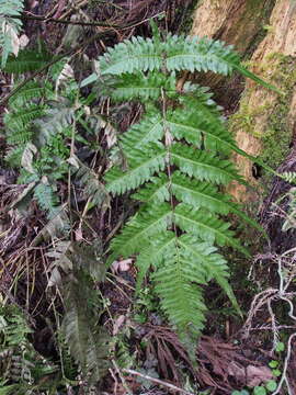 Image of Pteris terminalis Wall.