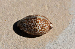 Image of harlequin cowrie