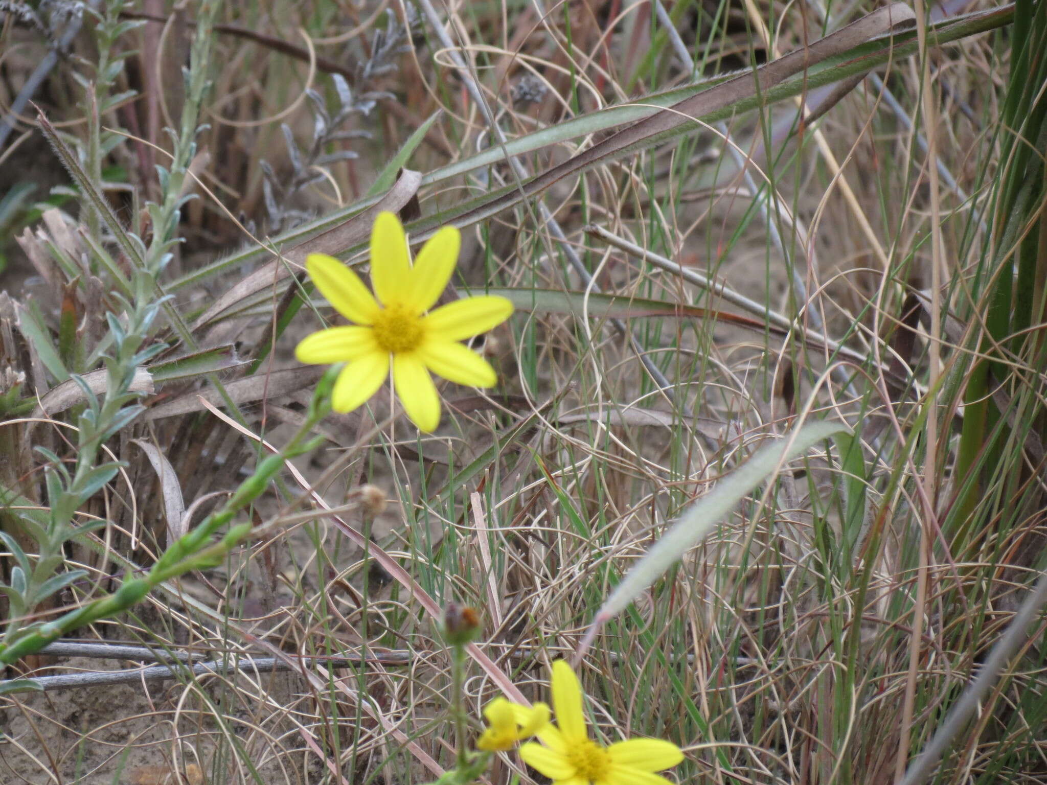 Image de Osteospermum imbricatum L.