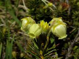 Image of Aleutian Mountain-Heath