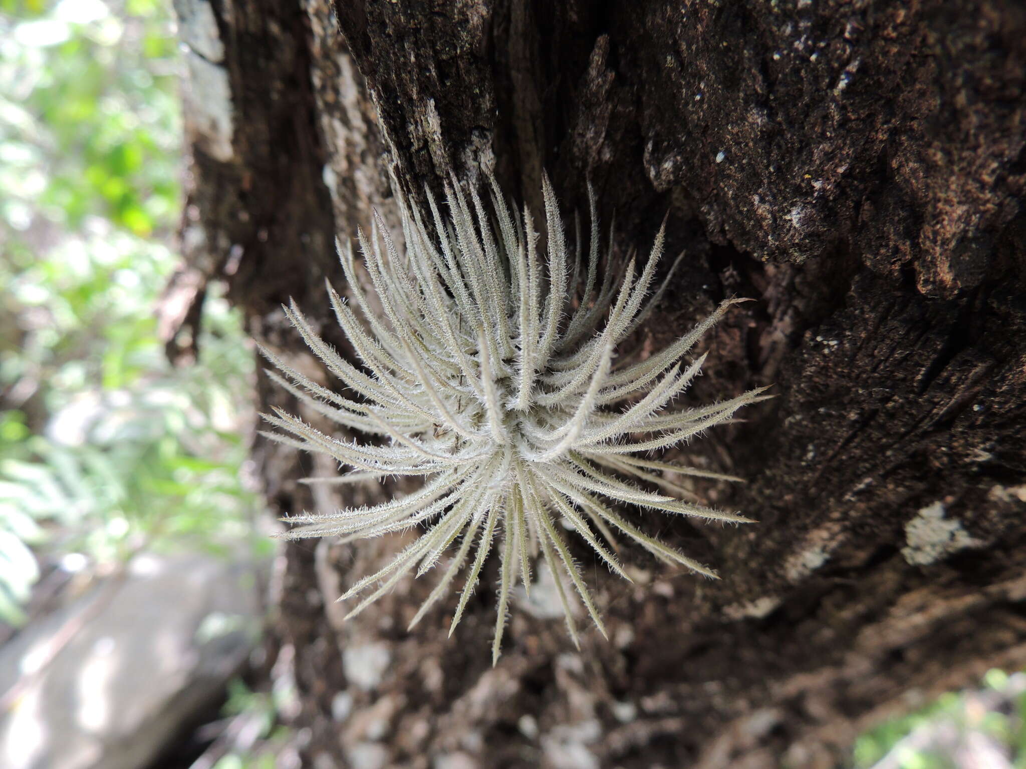 Image of Tillandsia atroviridipetala Matuda