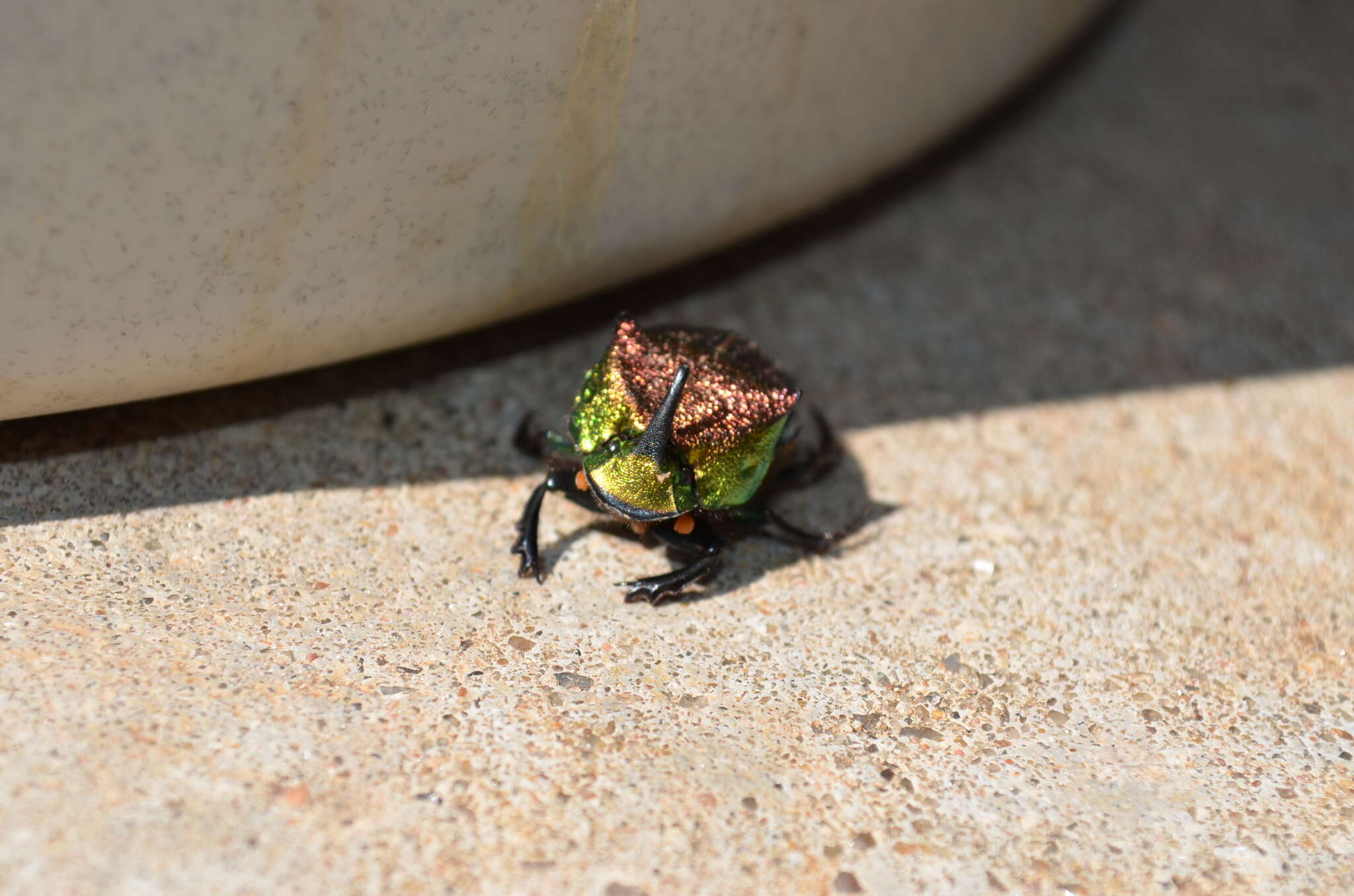 Image of Rainbow Scarab