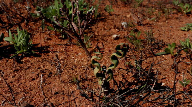 Image of Trachyandra tortilis (Baker) Oberm.