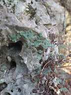 Image of powdery false cloak fern