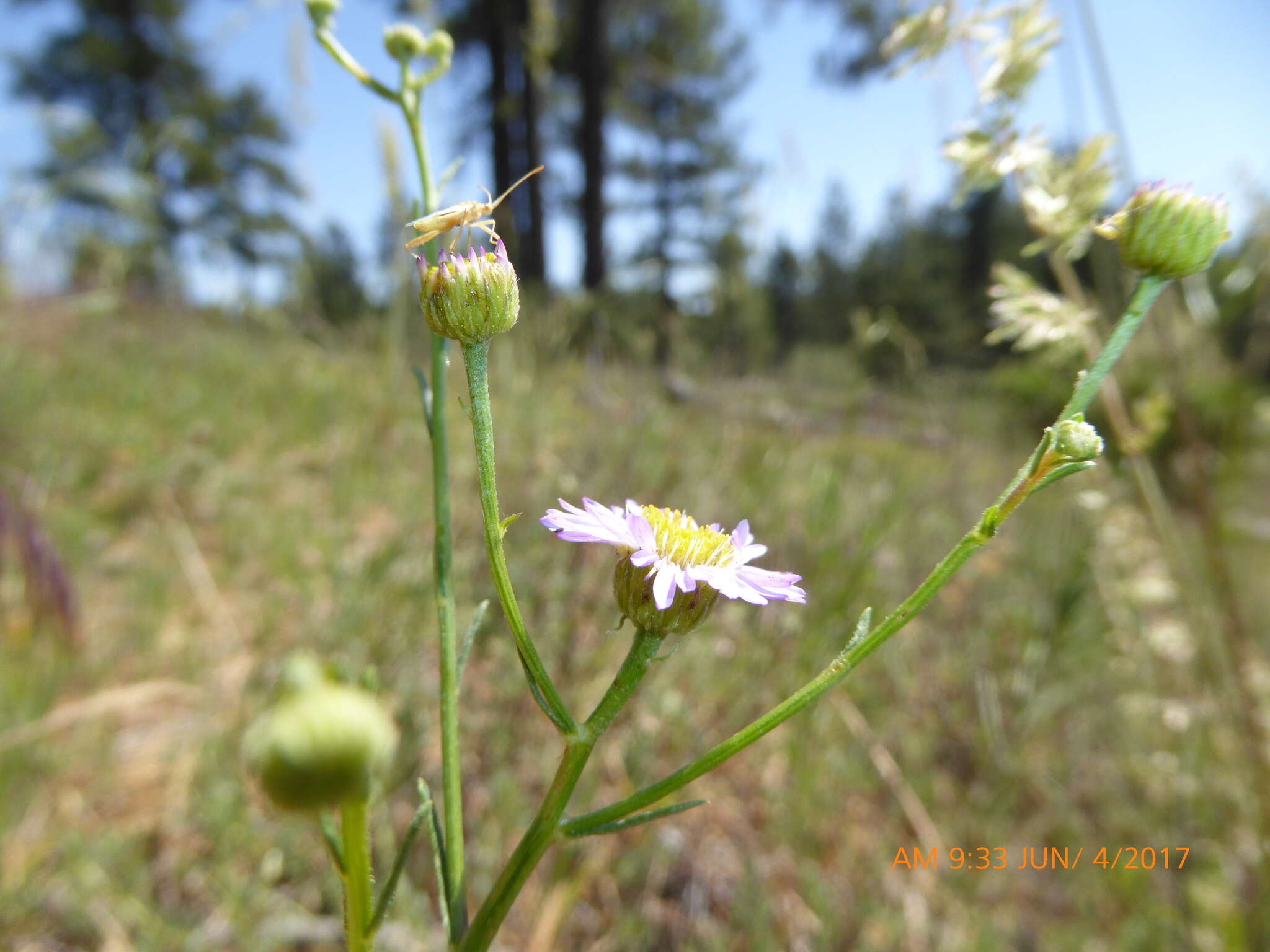 Image of Erigeron foliosus var. foliosus