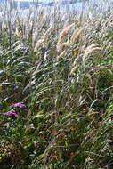 Image of Calamagrostis extremiorientalis (Tzvelev) Prob.