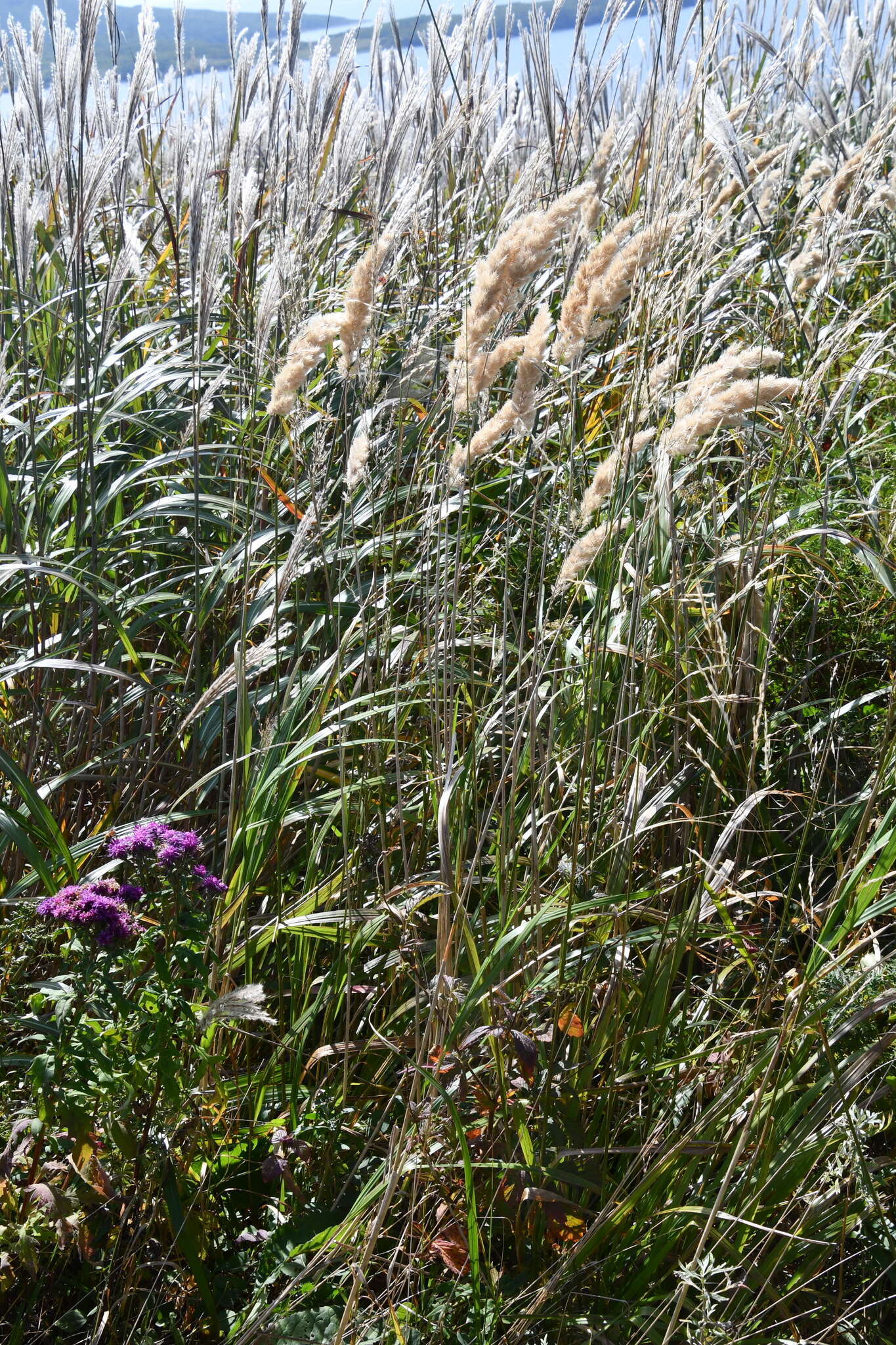 Image of Calamagrostis extremiorientalis (Tzvelev) Prob.