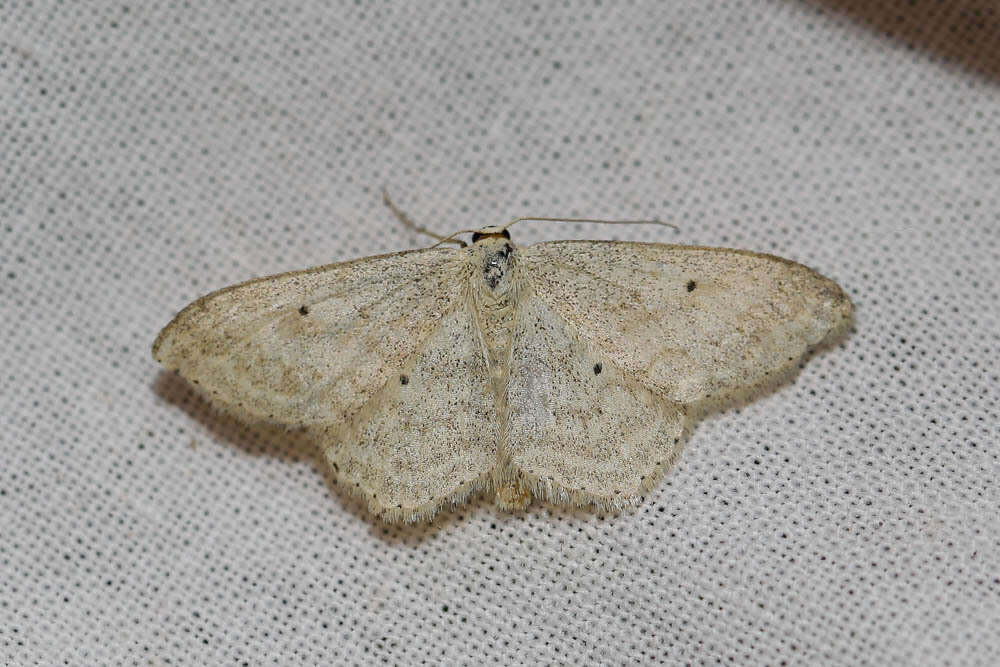 Слика од Scopula incanata Linnaeus 1758