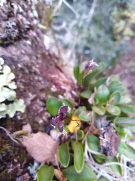 Image of Stelis ornata (Rchb. fil.) Pridgeon & M. W. Chase