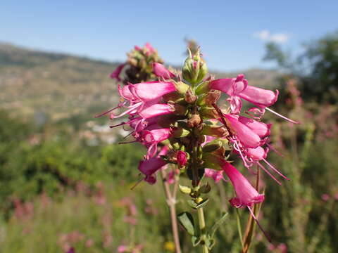 Image of Syncolostemon densiflorus Benth.