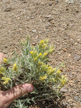 Image of Parry's rabbitbrush