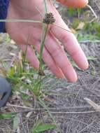 Image of Bent-Awn Flat Sedge