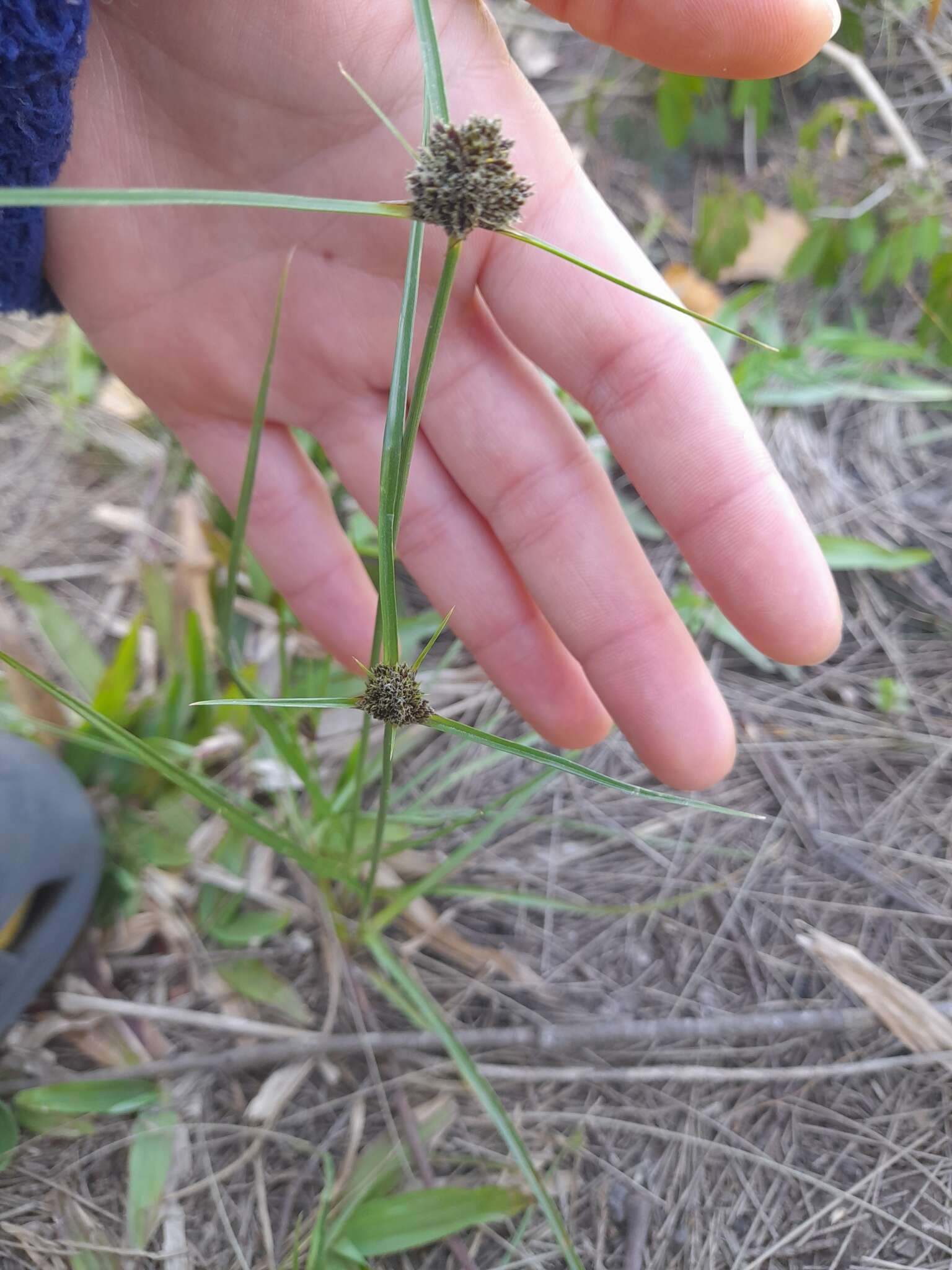 Image of Bent-Awn Flat Sedge