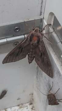 Image of Pine hawkmoth