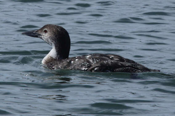 Image of loons