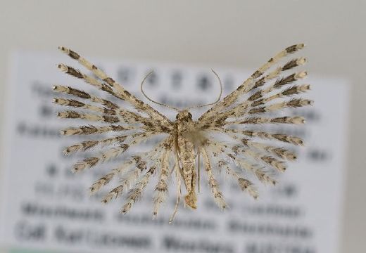 Image of <i>Pterotopteryx dodecadactyla</i> Hübner 1813