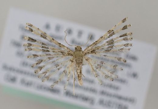 Image of <i>Pterotopteryx dodecadactyla</i> Hübner 1813