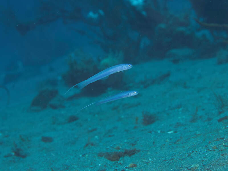 Image of Blue hana goby