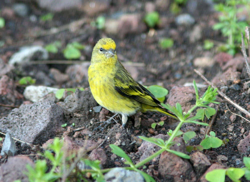 Image of Yellow-crowned Canary